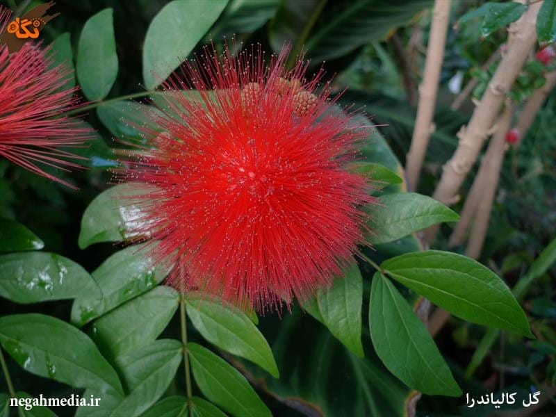Red Powder Puff Calliandra Haematocephala is a Flowering Plant Also Known  As the Powder-puff or Fairy Duster. Stock Image - Image of bloom,  calliandra: 214056149