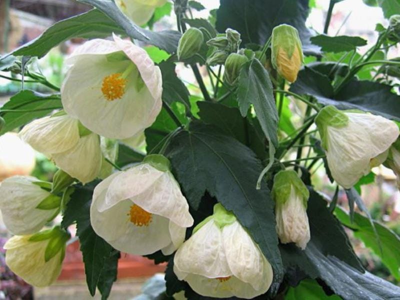 Red Tiger Abutilon Plants for Sale - Free Shipping