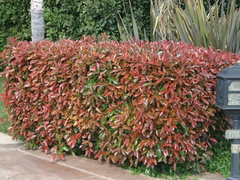 Red Tip Photinia, Photinia fraseri Red Robin Hedge - How to Care + Prune -  Plantopedia