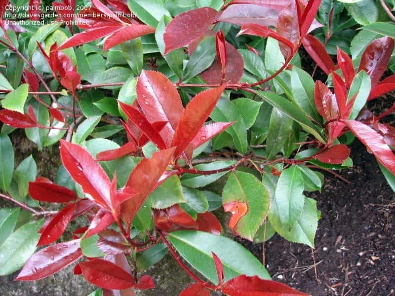 Red Tips Photinia CPR - Online Plants Australia