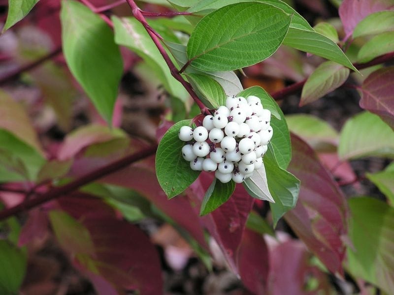 Red osier dogwood – AWES - Agroforestry and Woodlot Extension Society of  Alberta