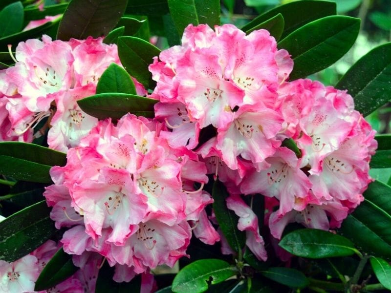 Rhododendron - Wikispecies