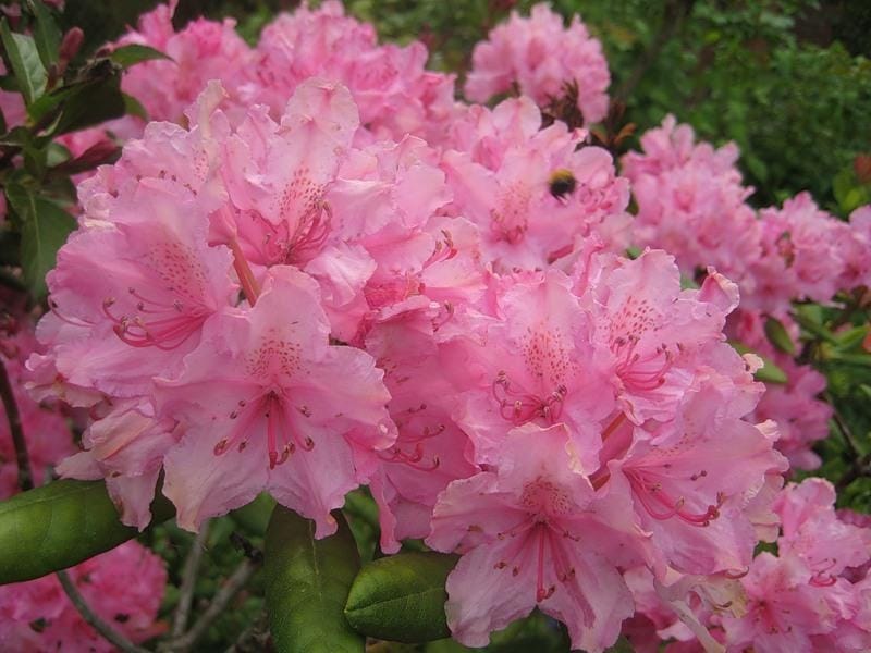 Rhododendron - planting, care and pruning rhododendrons for landscaping