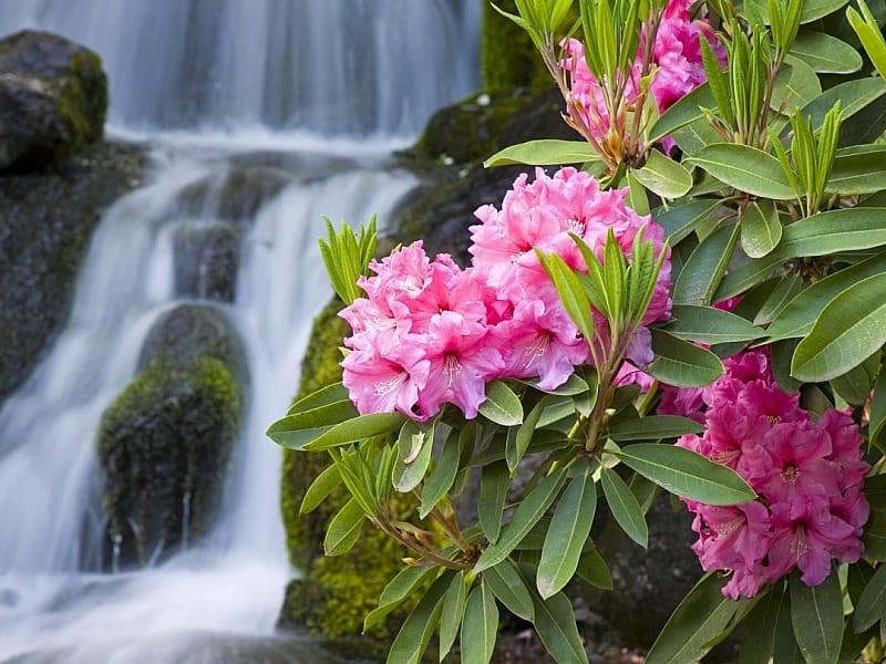 Rhododendron Care - Tips On How To Grow A Rhododendron Bush