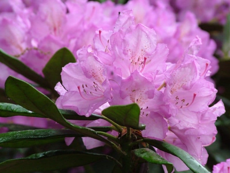 Rhododendron Flower Meaning and Symbolism - Plant and Flower Dictionary