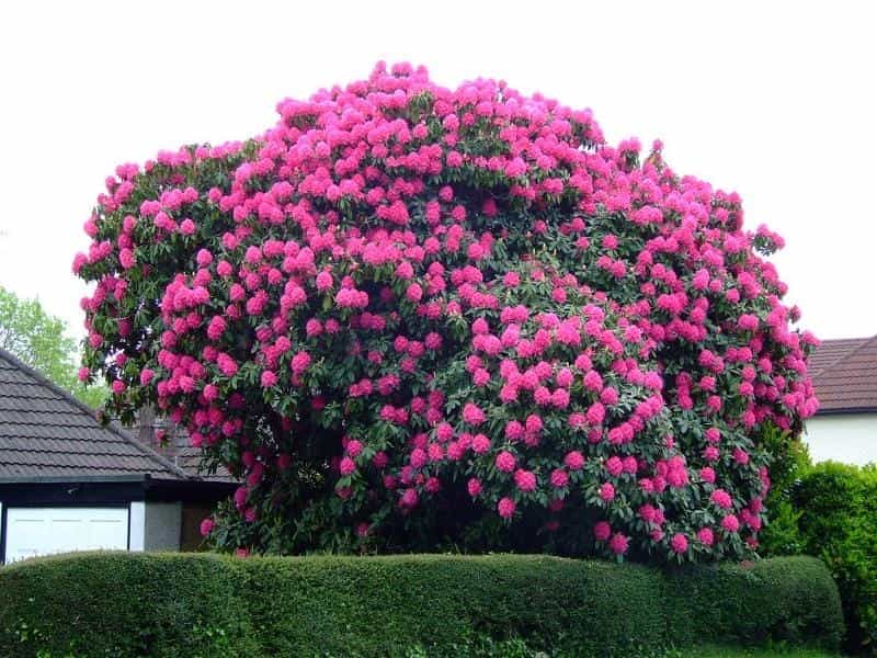 Rhododendron Photos, Facts, and Care Tips - Dengarden