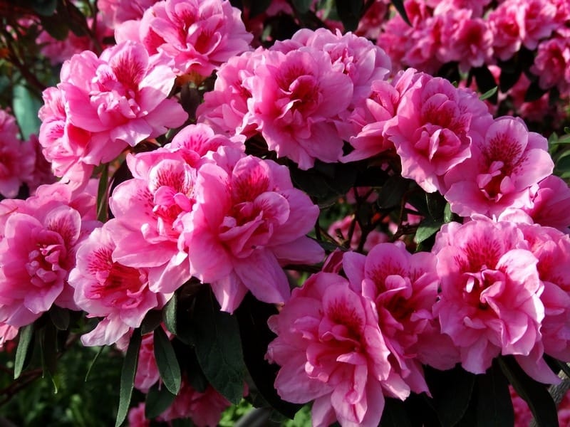 Rhododendron Walkure - Buy Walkure Rhododendrons Online - Millais Nurseries