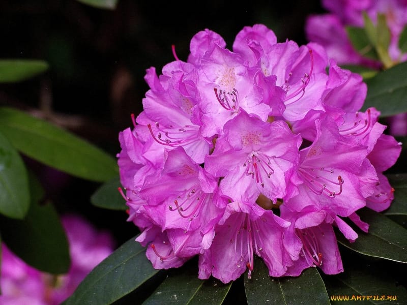 Rhododendron calophytum - Wikipedia