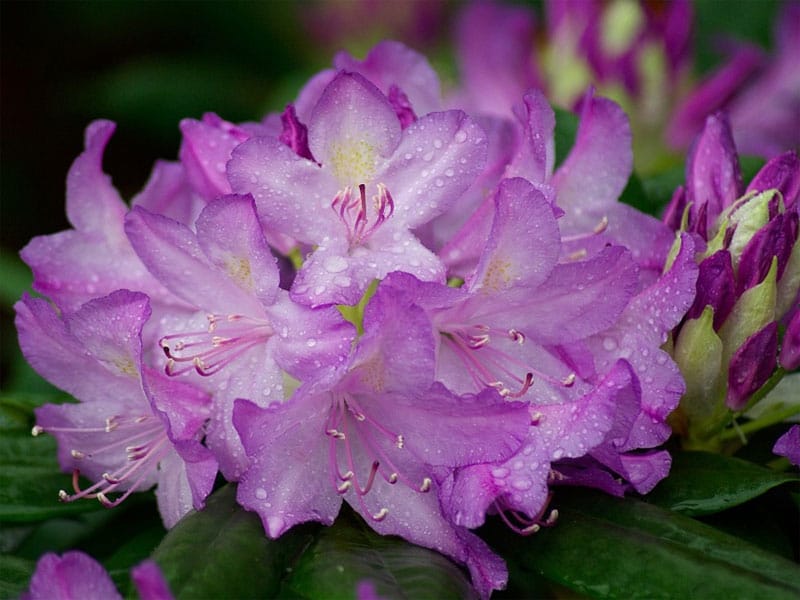 Rhododendron revelry: It's peak blooming season for this popular plant –  Times-Standard