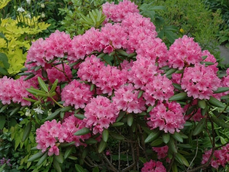 Rhododendrons: Spring Planting and Care Tips - Horticulture