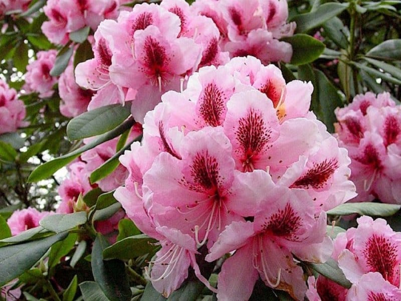 Rhododendron uvariifolium - Trees and Shrubs Online
