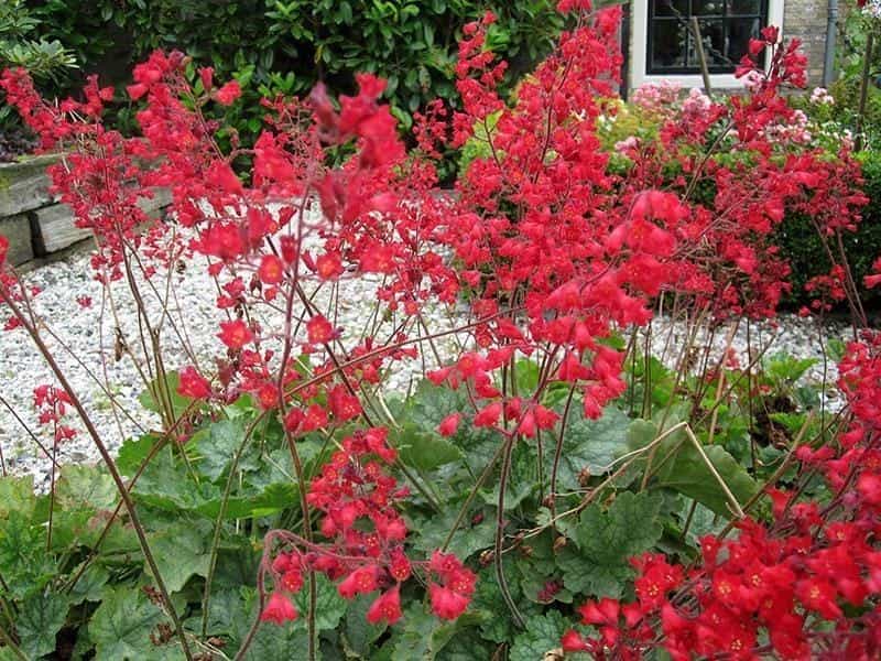 Ring the Bell for Coral Bells - The Tree Center™