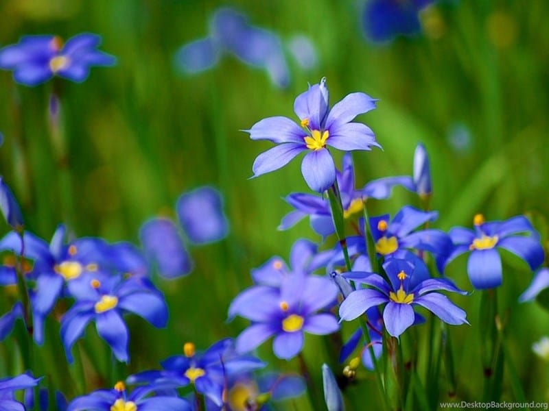 Rock Garden Plants - Where To Plant Blue Eyed Grass And Its Care