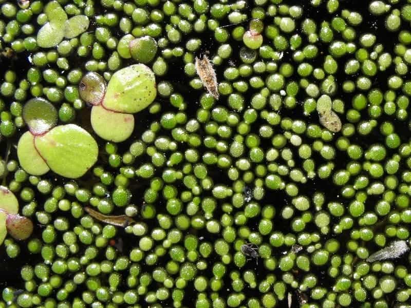 Rootless Duckweed - Encyclopedia of Life