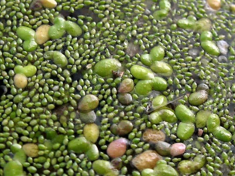 Rootless duckweed (Wolffia arrhiza), on the water, Germany Stock Photo -  Alamy