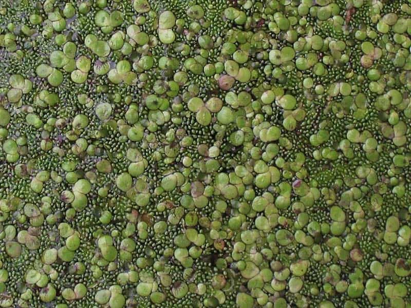 Rootless duckweed (Wolffia arrhiza, Lemna arrhiza), among other duckweed,  Germany Stock Photo - Alamy