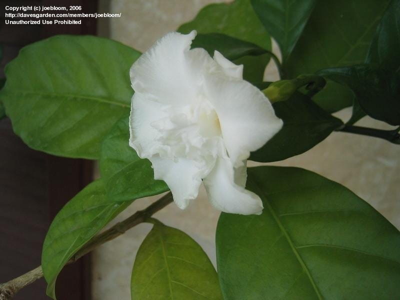 Royal Paradise Garden Rare Crape Jasmine (Tabernaemontana  divaricata)\