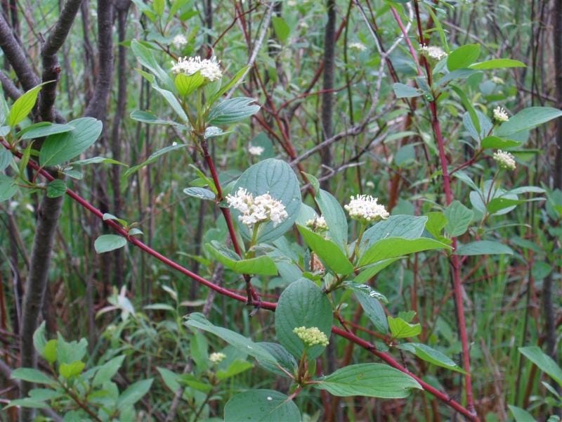 Roy and Charlotte Lukes: Red-osier Dogwood - Door County Pulse
