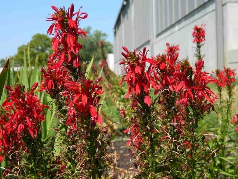 Ruby-throated Hummingbirds and Cardinal-flower – A Perfect Partnership! -  The Natural Web