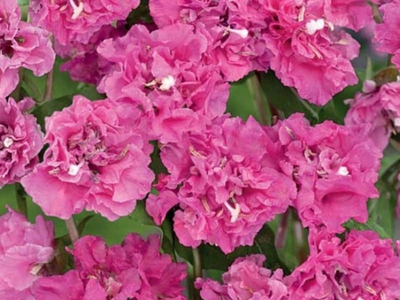 Ruby Chalice Clarkia (Clarkia rubicunda blasdalei) - Plants, California  native plants, Drought tolerant garden