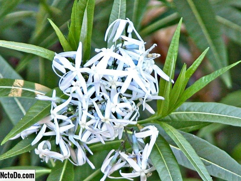 Russian Blue Star Flower Flowers - Free photo on Pixabay