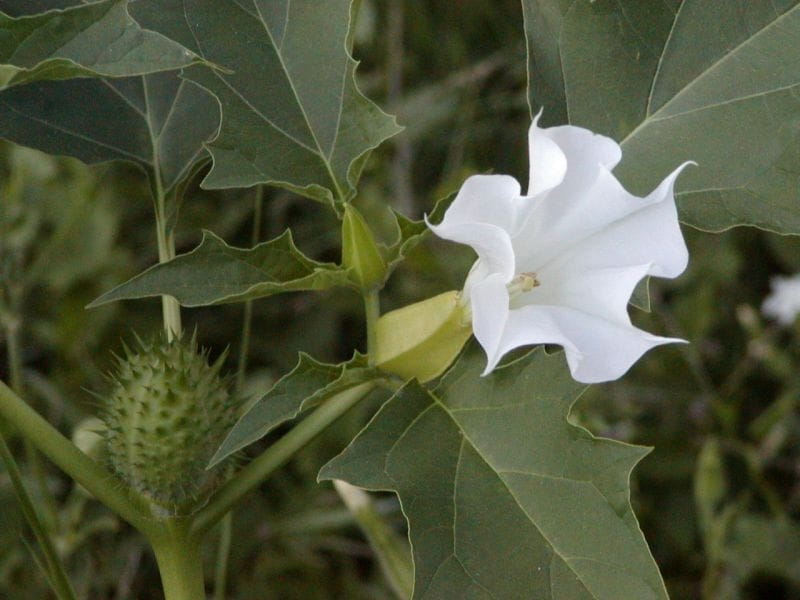 SECONDARY METABOLITES AND BIOLOGICAL PROFILES OF DATURA GENUS