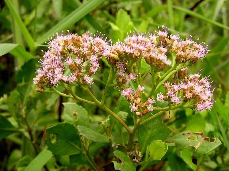 SEINet Portal Network - Baccharis