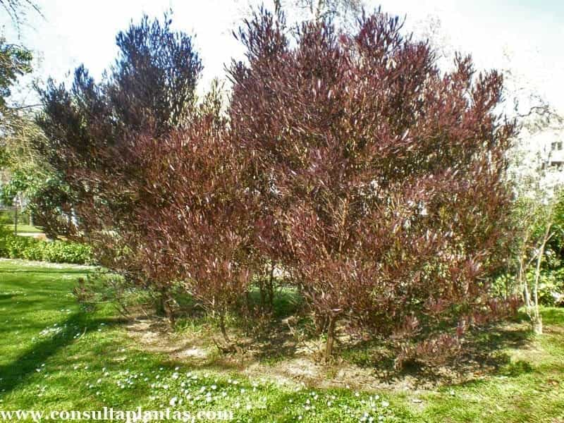 SEINet Portal Network - Baccharis pteronioides