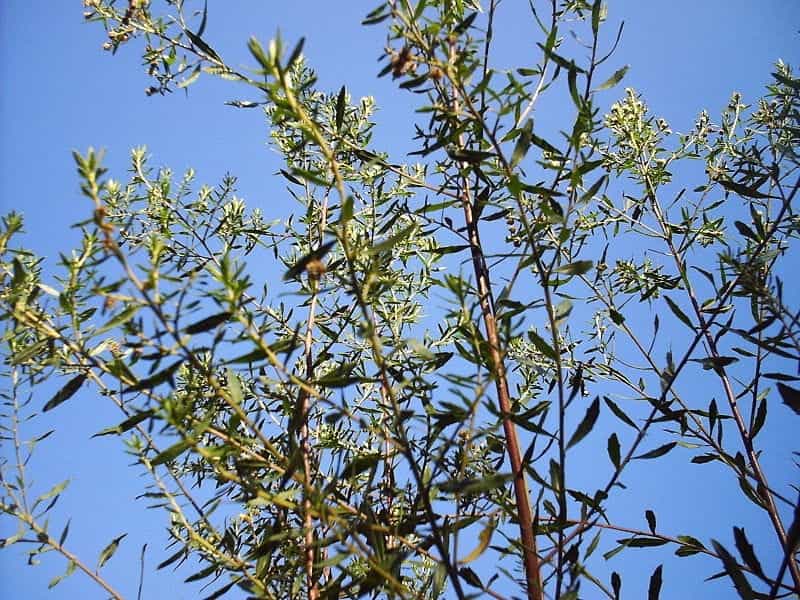 SEINet Portal Network - Baccharis salicifolia