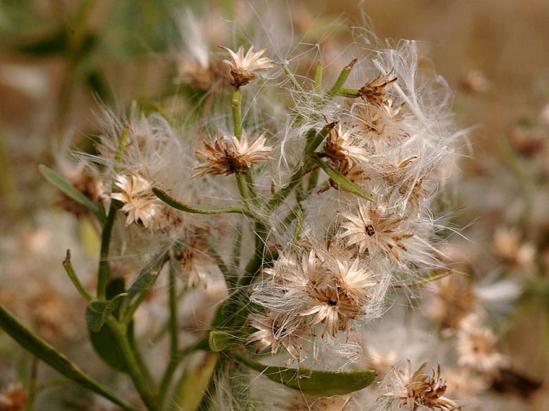 SEINet Portal Network - Baccharis thesioides