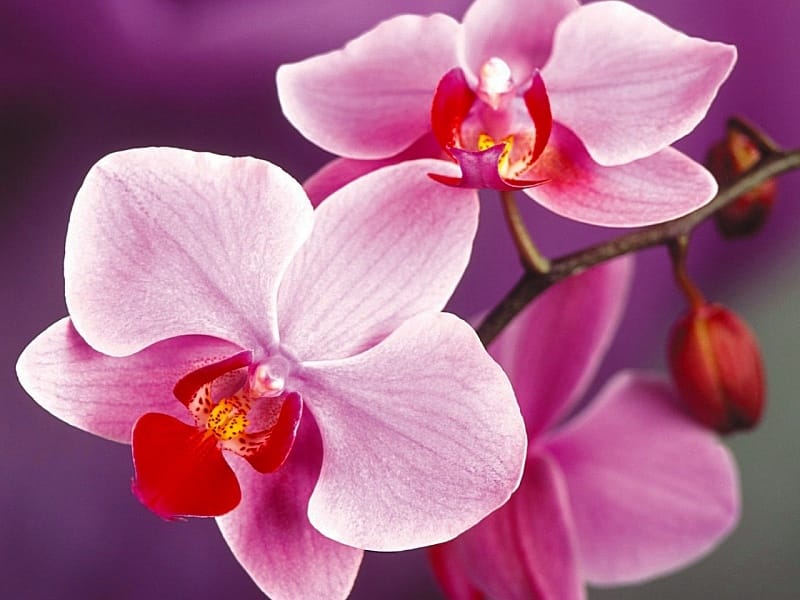 SMYCKA Orchid, pink, Artificial flower - IKEA