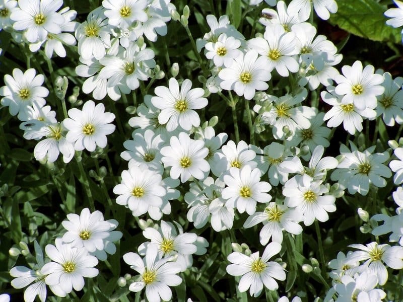 SNOW IN SUMMER - CERASTIUM TOMENTOSUM / Perennials/ Cerastium /  PremierSeedsDirect