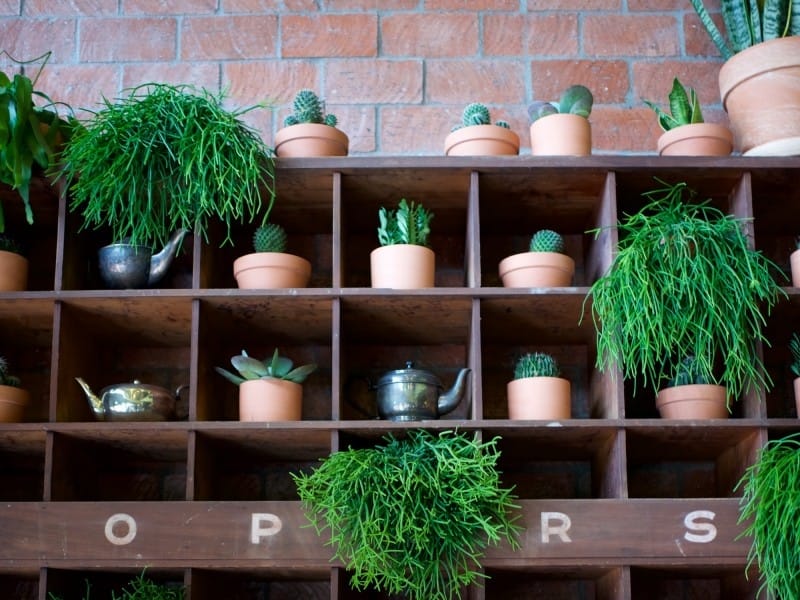 Salad Gardening All Year Long: DIY Indoor Plant Shelf - Gardenably