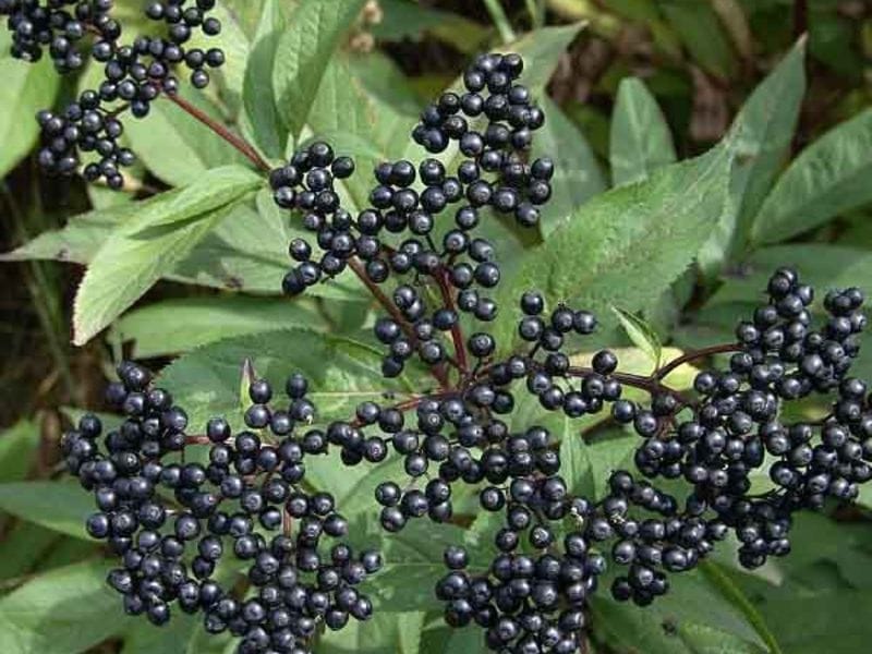 Sambucus Canadensis, American Black Elderberry, Deciduous Shrub With  Opposite Pinnate Compound Leaves With 5-9 Leaflets And Small White Flowers  In Large Corymbs Stock Photo, Picture And Royalty Free Image. Image  58153546.
