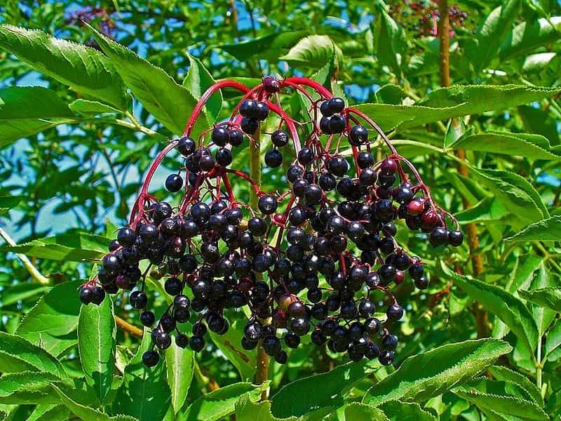 Sambucus canadensis - Wikipedia