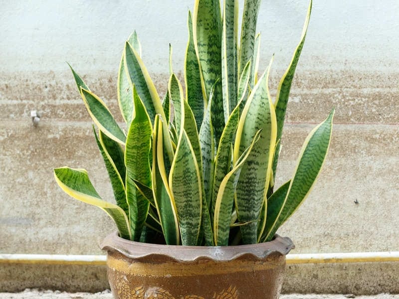 Sansevieria Green, Snake Plant - Mother in Law Tongue Plant Nursery Nisarga