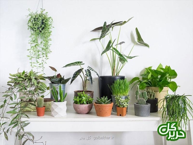 Saplera Yellow leaf plant Indoor Indoor Plant - Live Plant