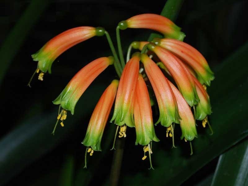 Sarah Browning: Kaffir lily is a gift plant for the gardener in your life -  Home  Garden - journalstar.com