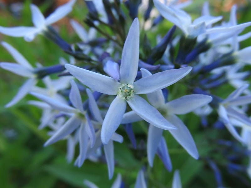 Scilla Blue Star Flower - Free photo on Pixabay