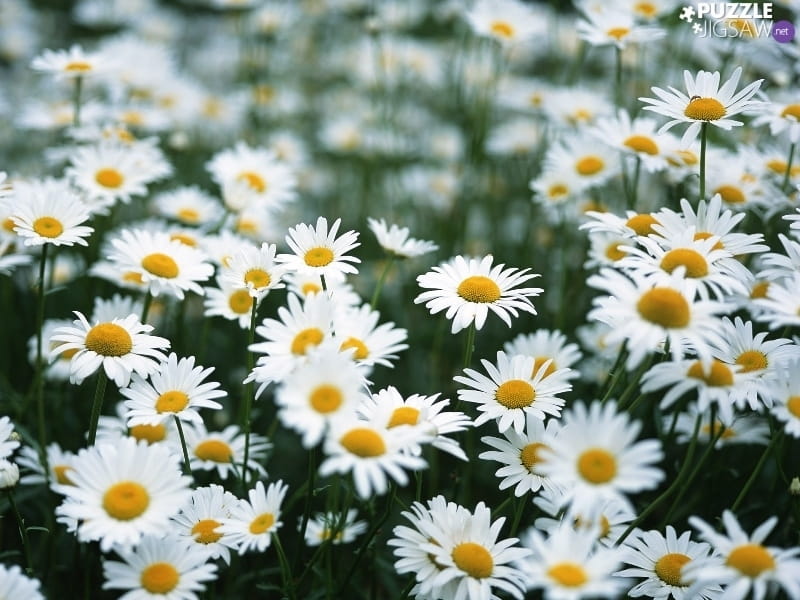 Seamless pattern with daisy flowers Royalty Free Vector