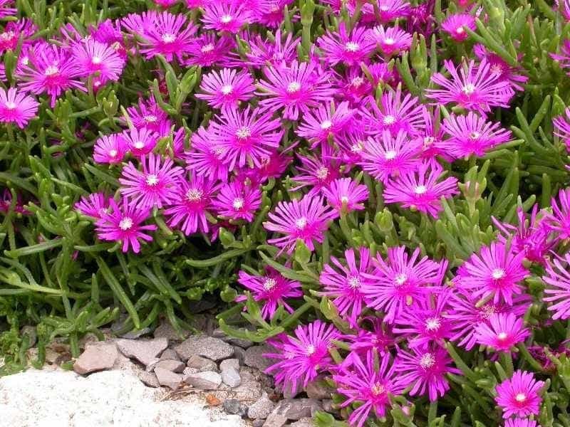 Seeds to Flower - How To Grow Ice Plant From Seeds? How To Plant Ice Plant  Flower - YouTube