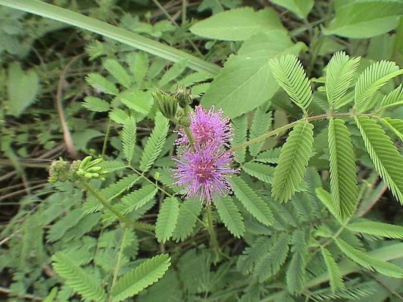 Sensitive Plant Mimosa Pudica Growing Outside Stock Image - Image of light,  floral: 183665997