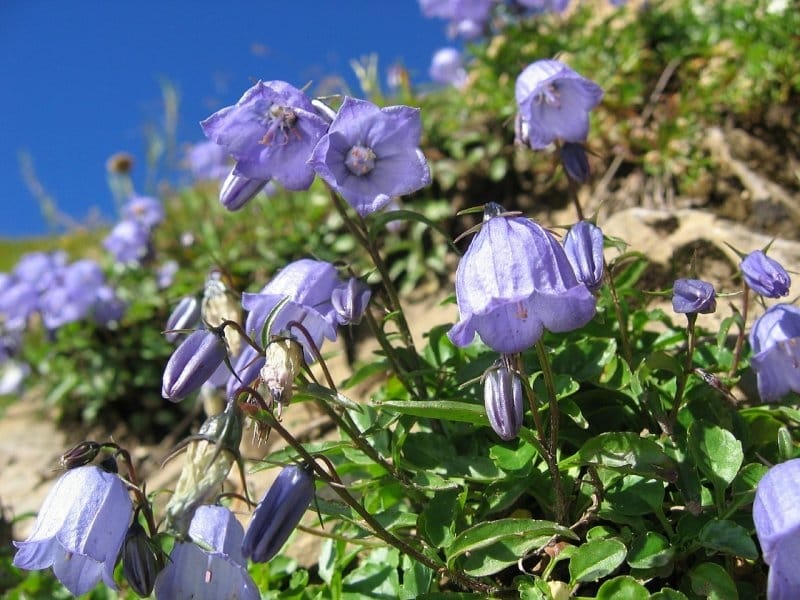 Serbian bellflowers, botanical name Campanula Poscharskyana Stock Photo -  Alamy