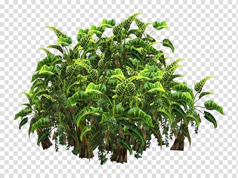 Set of jungle plants Royalty Free Vector Image
