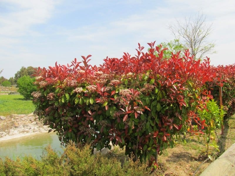 Shades of Grey: Red tip Plant (Photinia)