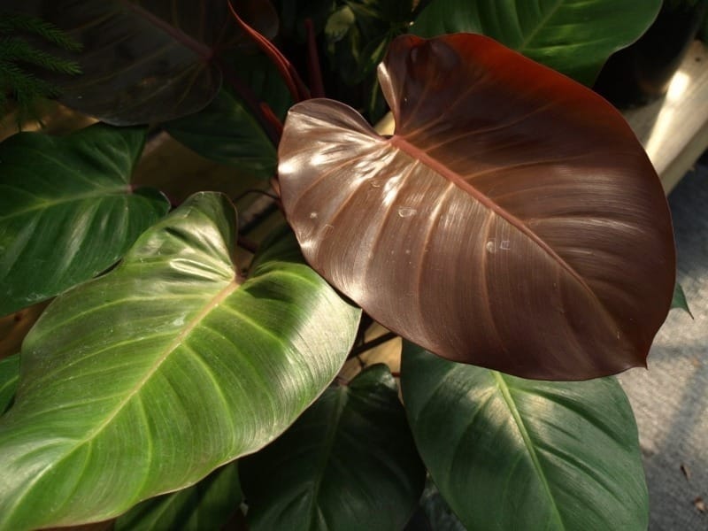 Shop Philodendron Micans Online Singapore - Floora Singapore