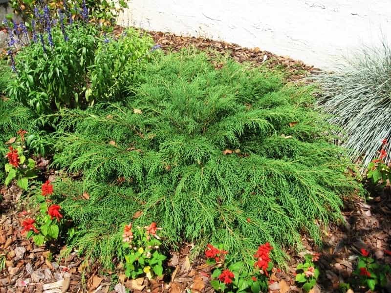 Siberian Cypress (Microbiota decussata), Cupressaceae Stock Photo - Alamy