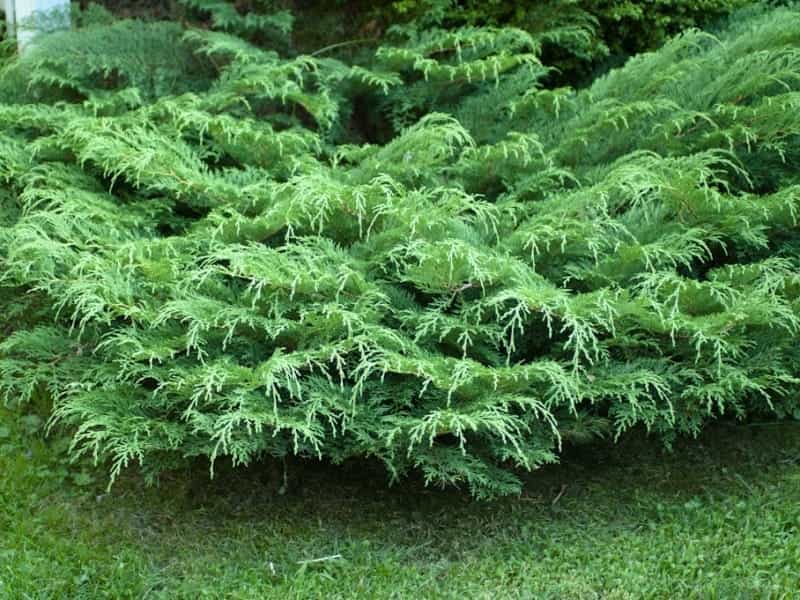Siberian Cypress media - Encyclopedia of Life