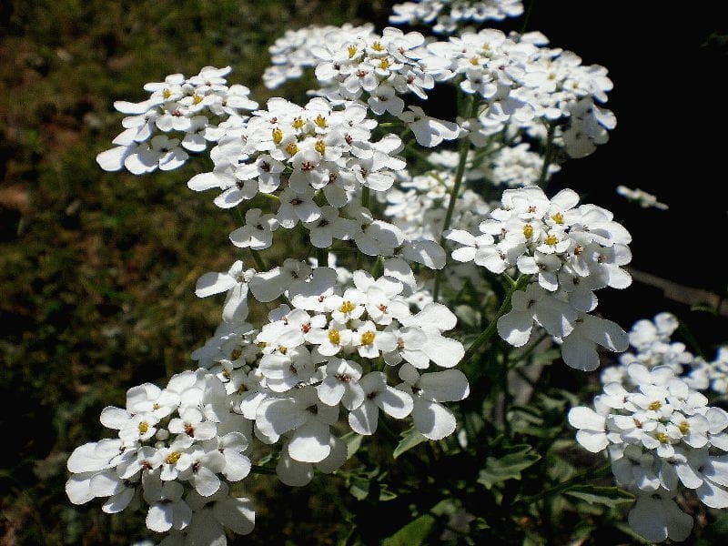 Silver Falls Seed Company - Candytuft - Tall Mix