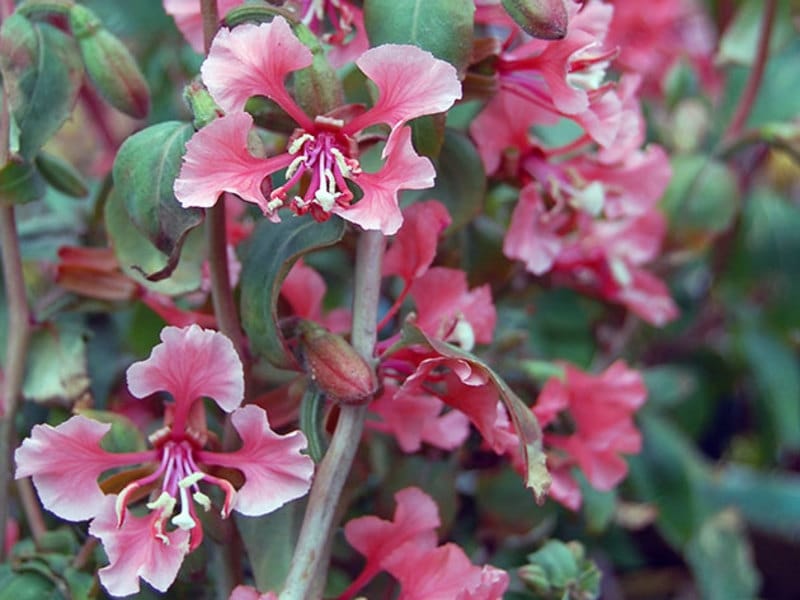 Silver Falls Seed Company - Clarkia - Elegant Light Salmon